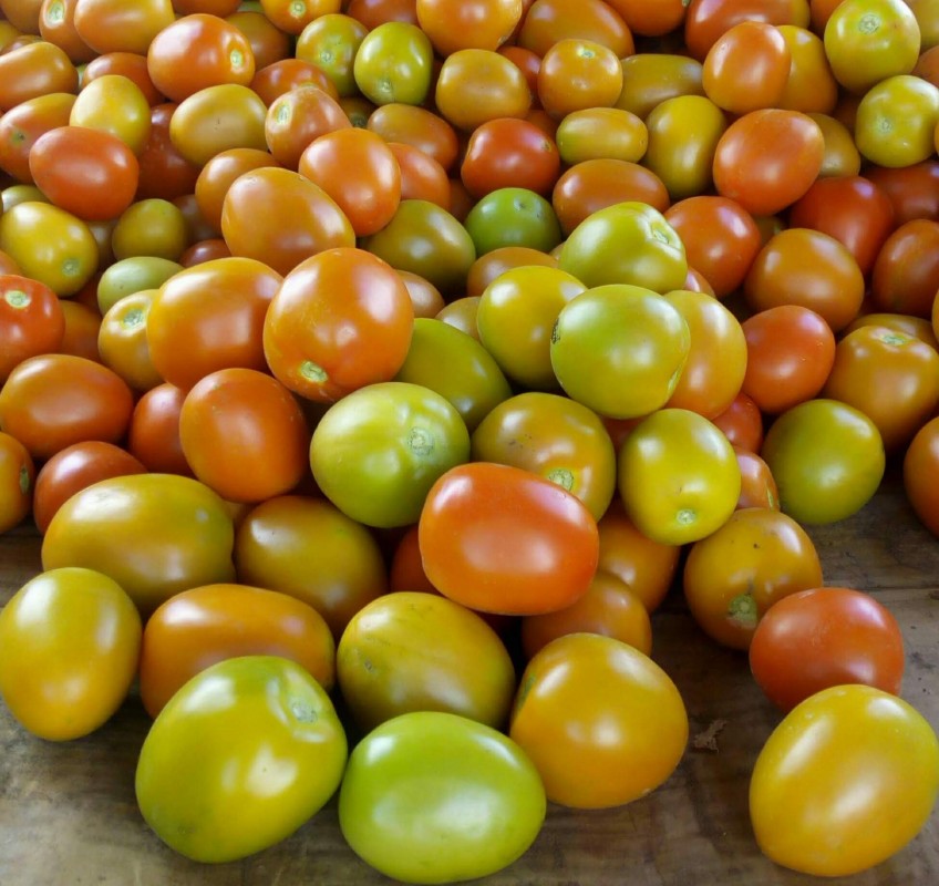 FRESHLY GROWN TOMATOES FROM KENYA. from Kenya